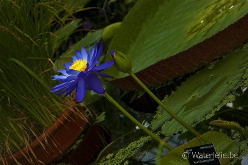 'Kew's Stowaway Blues'